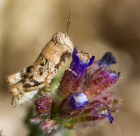 Grasshopper /  sprinkhaan