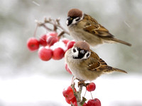 Tree sparrow/  ringmussen