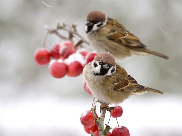 Tree sparrow/  ringmussen