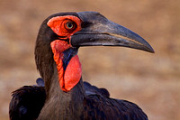 Southern ground hornbill /   zuidelijke hoornraaf (bromvogel)