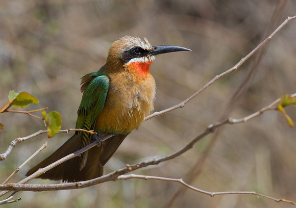 whitefronted bee-eater/   witkap-bijeneter