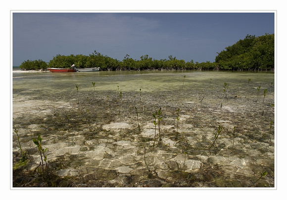mangrove lac bay