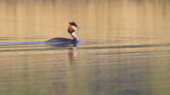 Fuut  /  Great crested grebe
