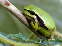 European tree frog,   Boomkikker (tje)