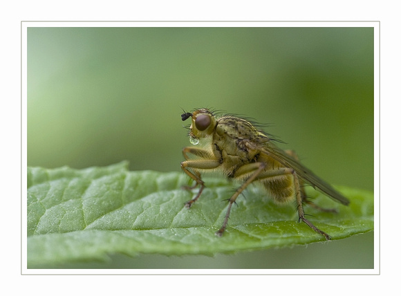 Yellow dung Fly 7  /  strontvlieg