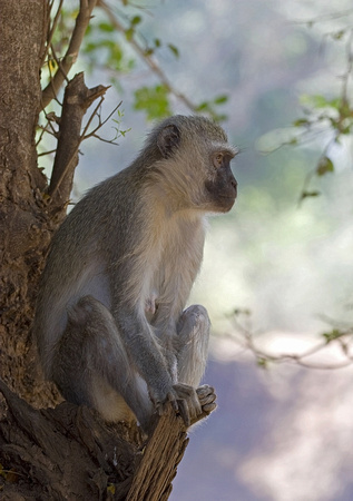 Vervet monkey /  Blou-aap