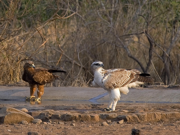 Martial eagle (juvenile) and adult Tawny eagle.