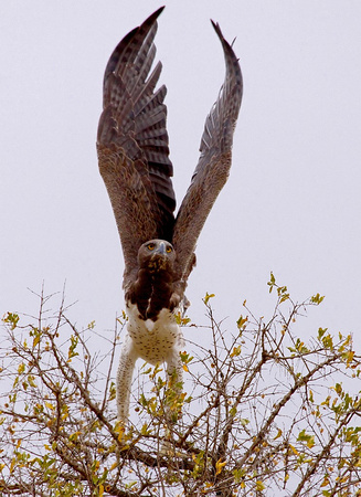 Martial eagle  /   vechtarend