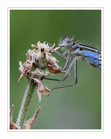 Dragonfly  /  waterjuffer