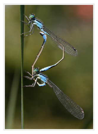 Dragonfly in love  /  waterjuffers
