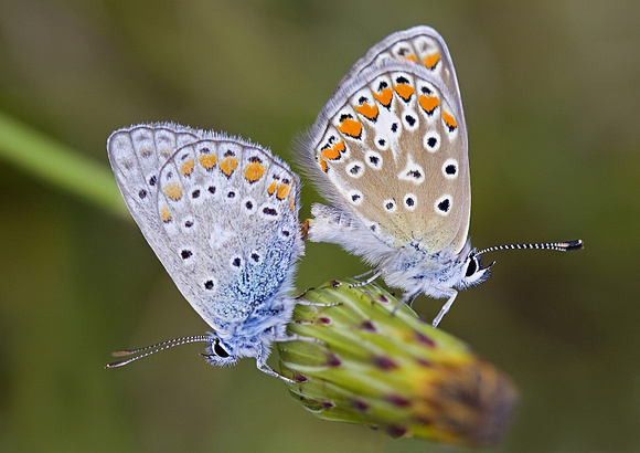 Common blue  -  icarusblauwtjes