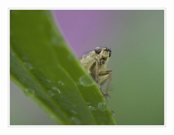 Yellow dung Fly 4