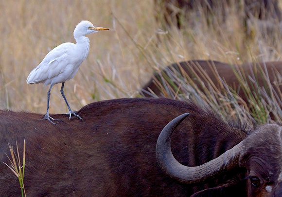 cattle egret on a buffalo  /  koereiger