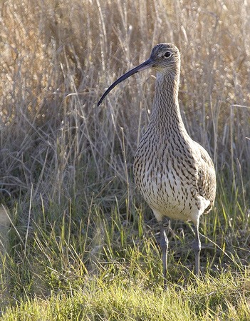 Wulp  /  Curlew