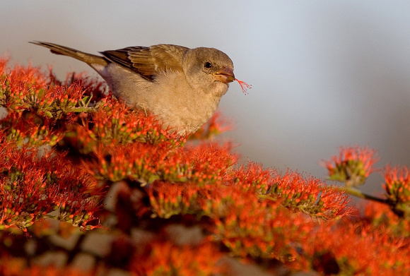 Sparrow  /   Mus
