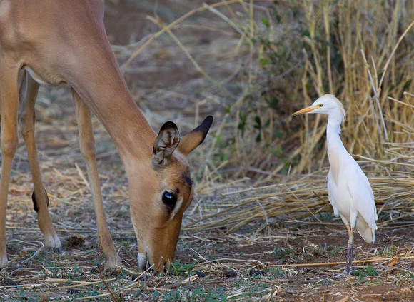 Impala and cattle egret /  Koereiger