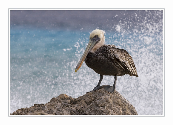 Brown pelican  /  bruine pelikaan