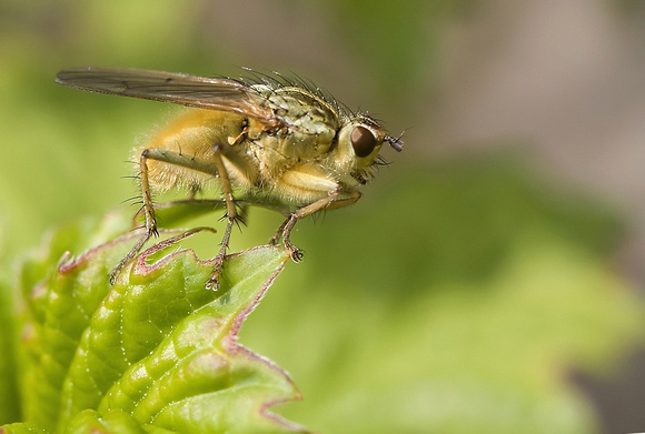 Strontvlieg / Yellow dung fly