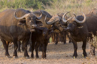 Buffalos  /  Buffels