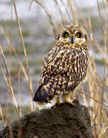 Velduil-  Short-eared owl