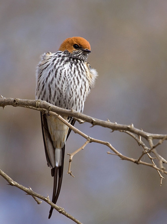 Lesser striped swallow /   savanne-zwaluw