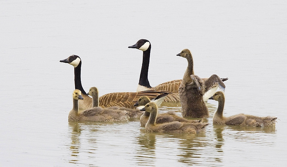Family Canadian Goose,   Canadese ganzenfamilie