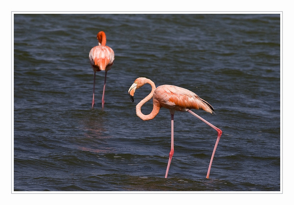 Flamingo's in Lac Goto