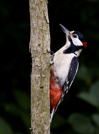 Great spotted woodpecker /  Grote bonte specht