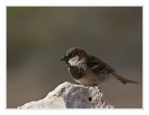 House sparrow  /  huismus
