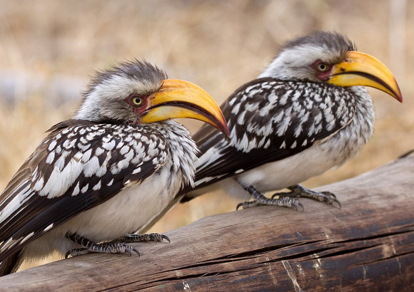 Yellowbilled hornbill / geelsnaveltok