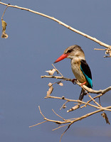 brown hooded kingfisher /  bruinkap-ijsvogel