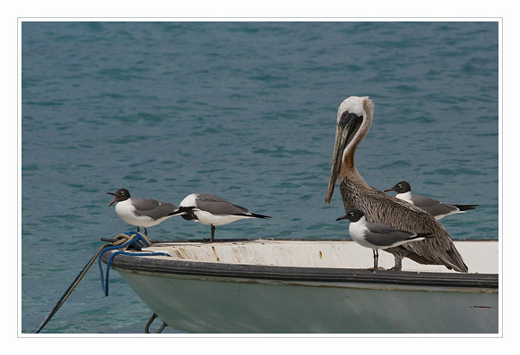 Brown pelican and laughing gull  / pelikaan en lachmeeuw