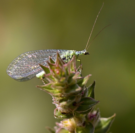 common green lacewing - Gaasvliegje