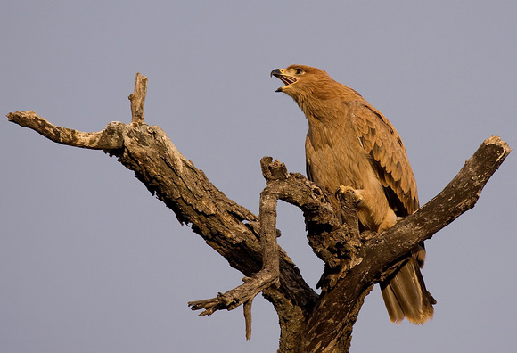 Tawny-eagle  (steppe arend)